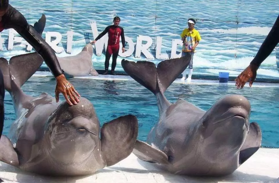 曼谷野生動物園｜賽福瑞野生動物園 Safari World：亞洲最大野生動物園上百隻長頸鹿隨你餵 @兔兒毛毛姊妹花