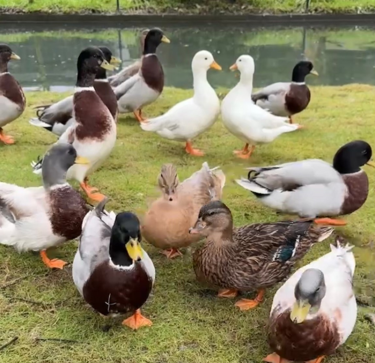 宜蘭景點【鳳梨屋水上莊園】水上鞦韆、湖畔咖啡、鳳梨泳池，也有豪華露營、度假小屋 @兔兒毛毛姊妹花