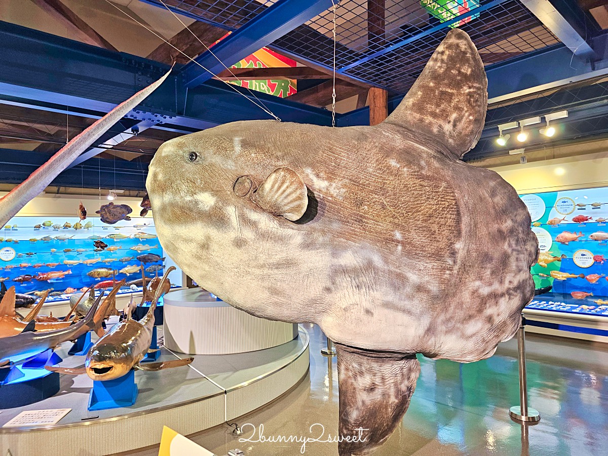 【鳥取境港一日遊】妖怪列車、水木茂大道、境港漁市~境港美食景點伴手禮全攻略 @兔兒毛毛姊妹花