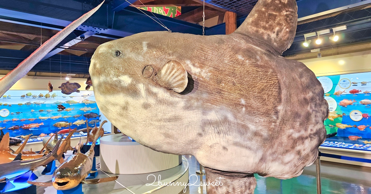 鳥取景點【海とくらしの史料館】日本最大魚類標本博物館，鳥取境港室內景點推薦 @兔兒毛毛姊妹花