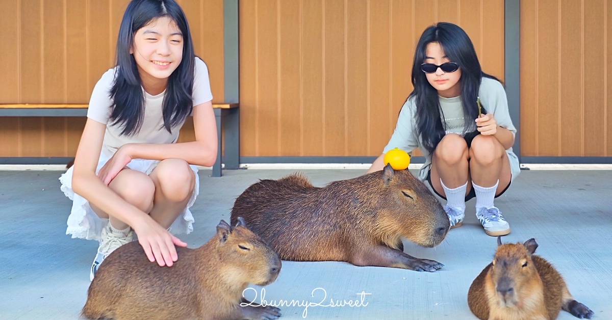 【宜蘭動物農場】超過20個宜蘭餵動物好地方，來和可愛動物親密互動吧 @兔兒毛毛姊妹花