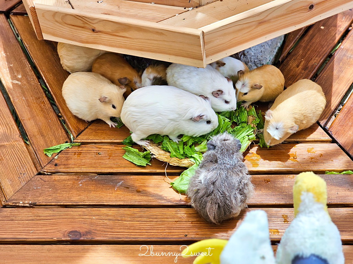 宜蘭景點【蘭陽動植物王國】超越動物園的宜蘭動物農場!! 室內吹冷氣餵動物有夠爽 @兔兒毛毛姊妹花