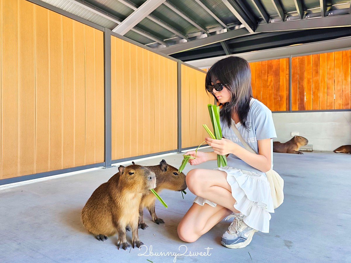 宜蘭三星【樹懶餐廳萌寵樂園】全新親子動物農場：DIY教室＋全新遊戲區開放 @兔兒毛毛姊妹花