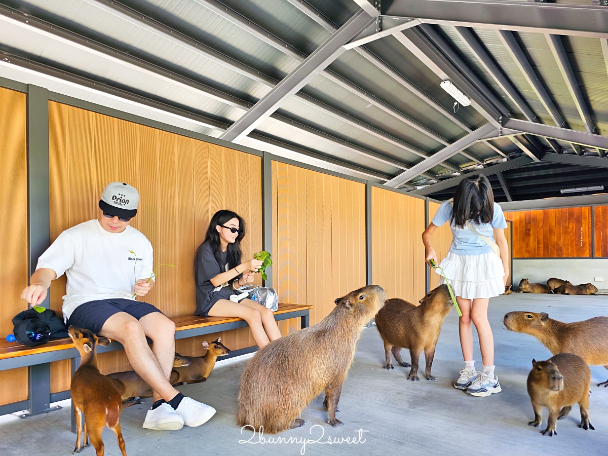 宜蘭三星【樹懶餐廳萌寵樂園】全新親子動物農場：DIY教室＋全新遊戲區開放 @兔兒毛毛姊妹花