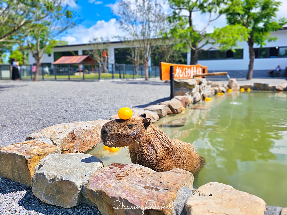 宜蘭三星【樹懶餐廳萌寵樂園】全新親子動物農場：DIY教室＋全新遊戲區開放 @兔兒毛毛姊妹花