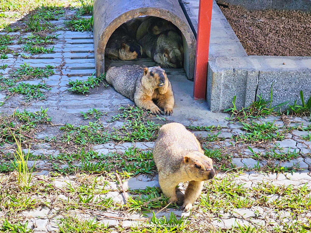 宜蘭三星【樹懶餐廳萌寵樂園】全新親子動物農場：DIY教室＋全新遊戲區開放 @兔兒毛毛姊妹花