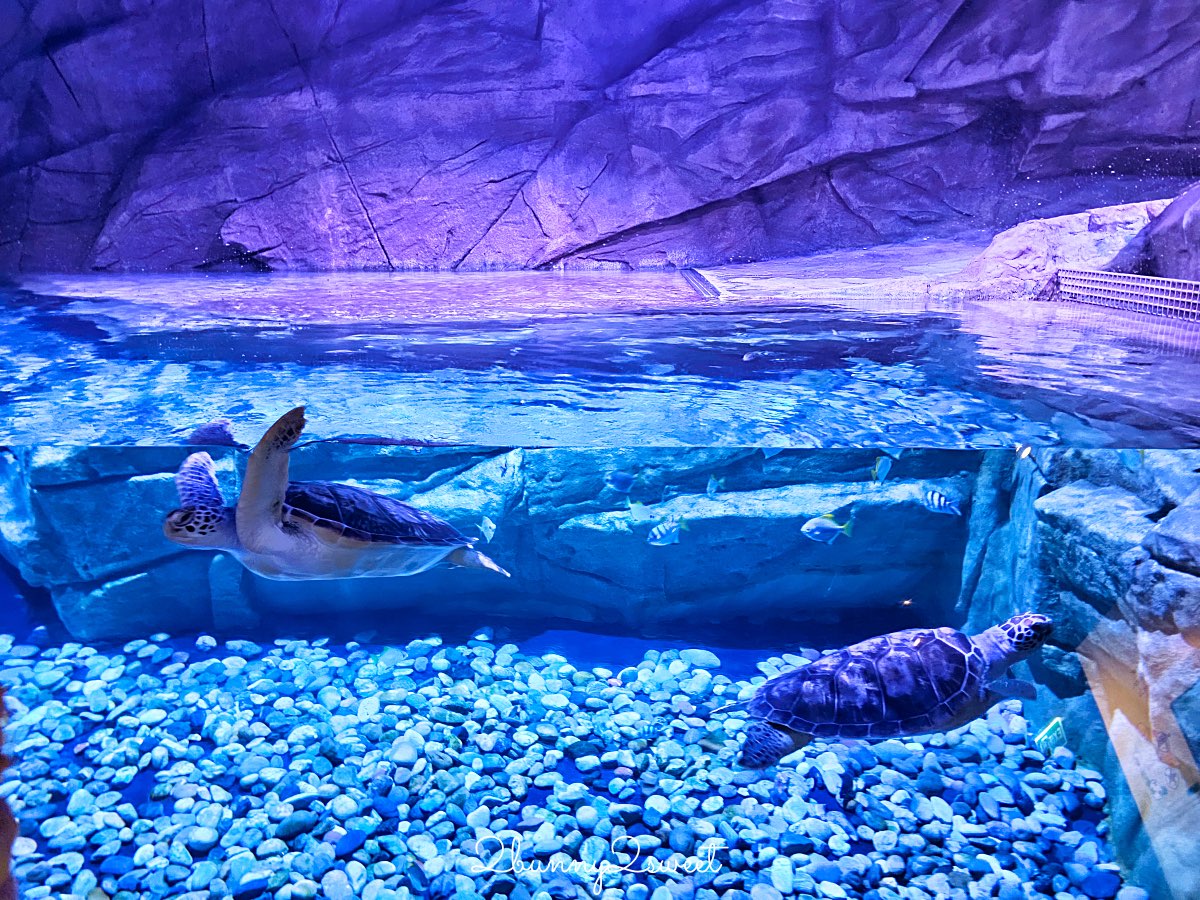 普吉島親子景點推薦｜Aquaria Phuket 普吉水族館全攻略：門票交通、必點亮點一次整理！ @兔兒毛毛姊妹花