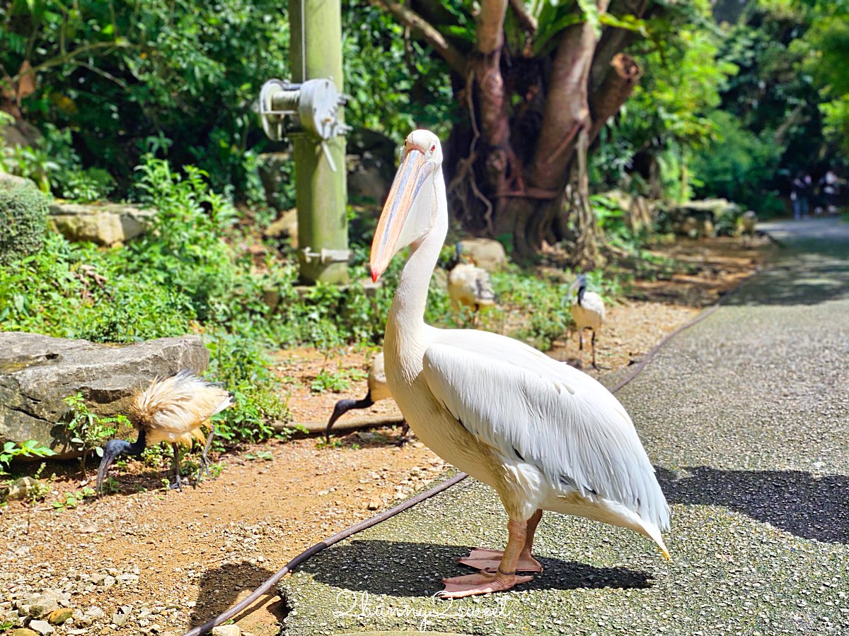 沖繩北部親子景點｜名護自然動植物公園 Neo Park 全攻略：交通、門票、亮點一次看 @兔兒毛毛姊妹花