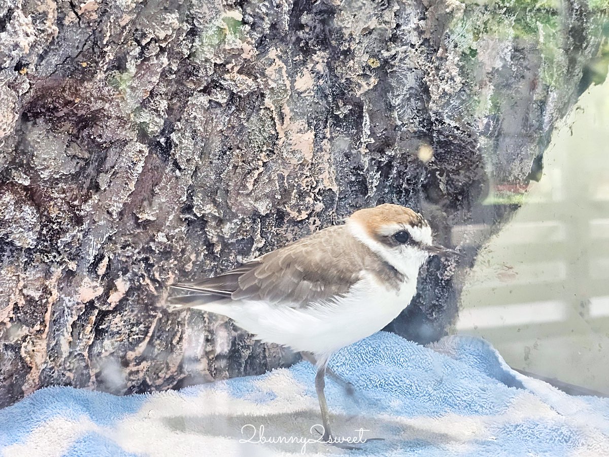 沖繩北部親子景點｜名護自然動植物公園 Neo Park 全攻略：交通、門票、亮點一次看 @兔兒毛毛姊妹花