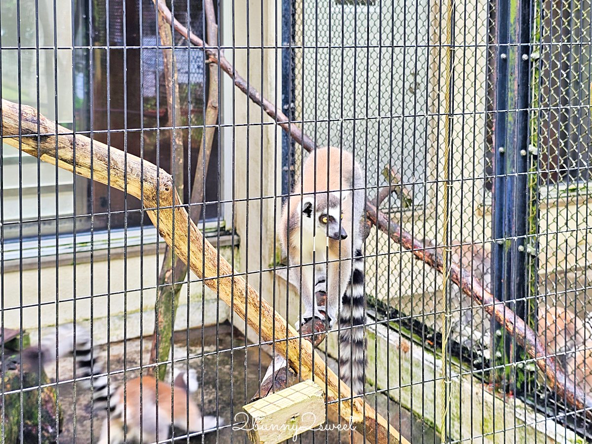 沖繩北部親子景點｜名護自然動植物公園 Neo Park 全攻略：交通、門票、亮點一次看 @兔兒毛毛姊妹花