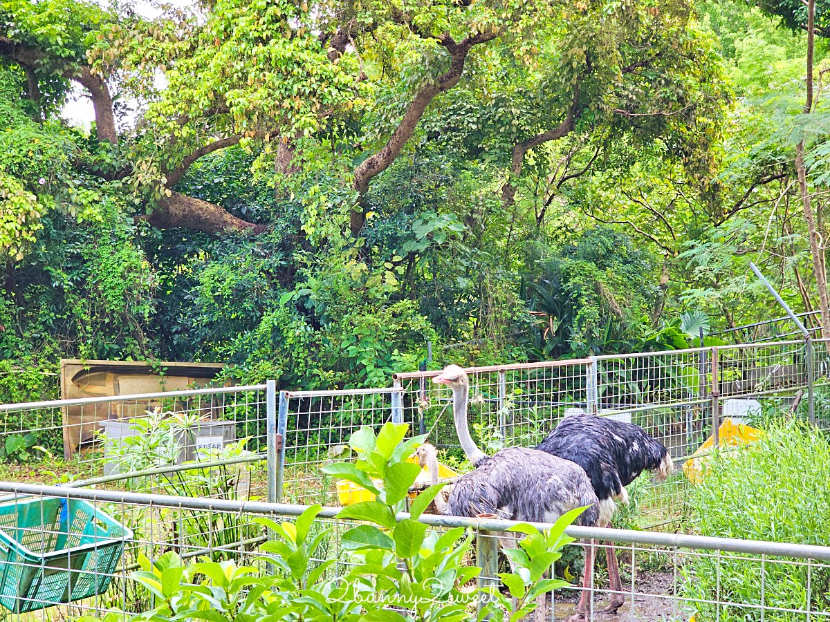 沖繩北部親子景點｜名護自然動植物公園 Neo Park 全攻略：交通、門票、亮點一次看 @兔兒毛毛姊妹花