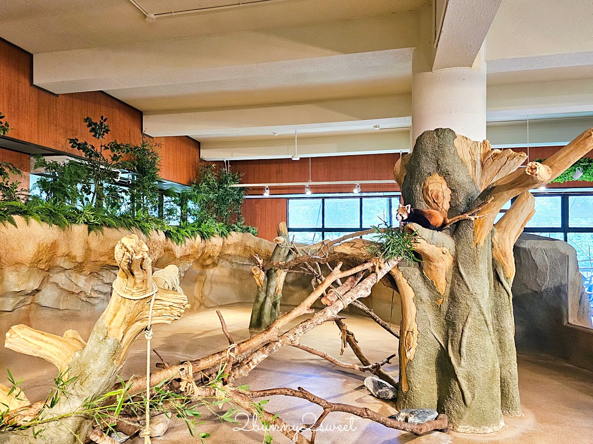 沖繩北部親子景點｜名護自然動植物公園 Neo Park 全攻略：交通、門票、亮點一次看 @兔兒毛毛姊妹花