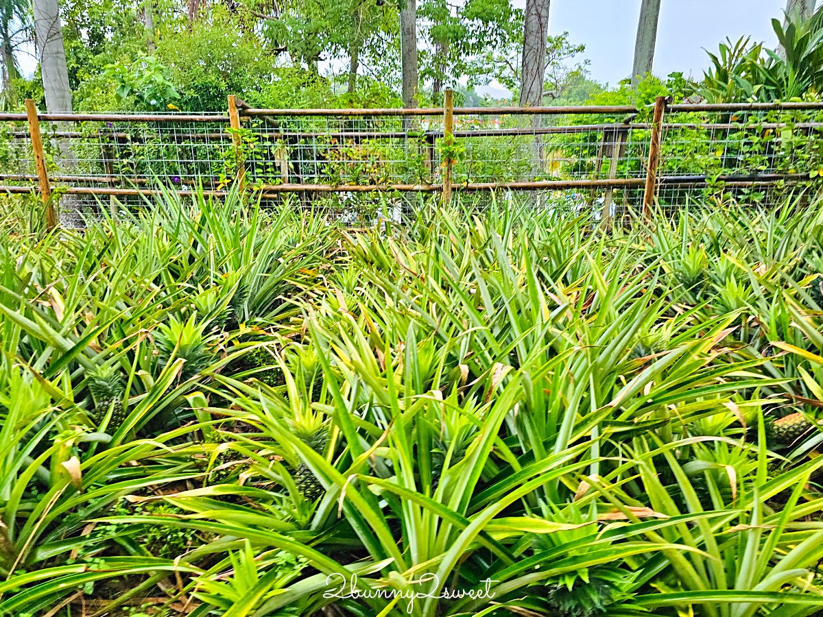 沖繩親子景點｜名護鳳梨園：搭乘鳳梨車穿梭熱帶果園、恐龍園，必逛鳳梨主題樂園 @兔兒毛毛姊妹花