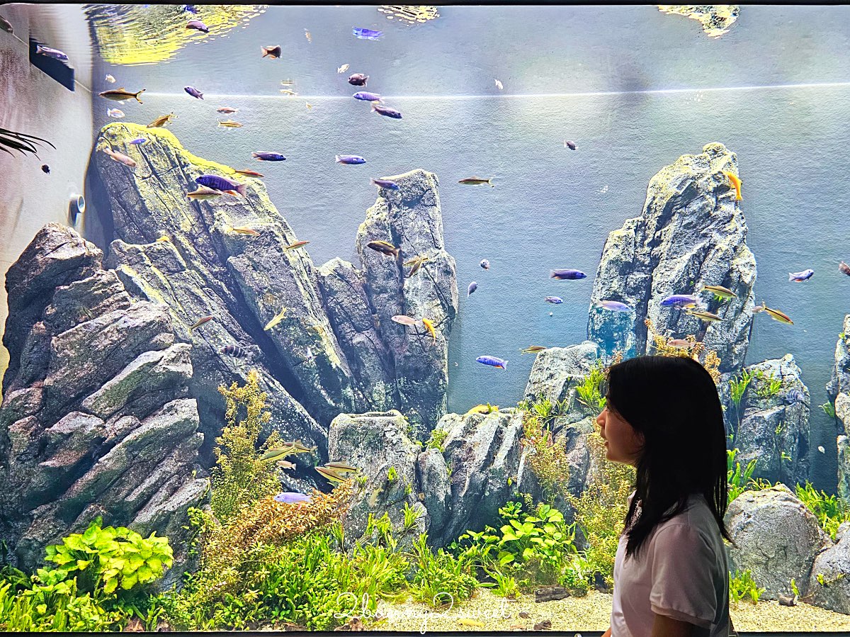 沖繩親子景點推薦｜DMM Kariyushi 水族館：結合數位科技、互動體驗與2025全新動物園區 @兔兒毛毛姊妹花