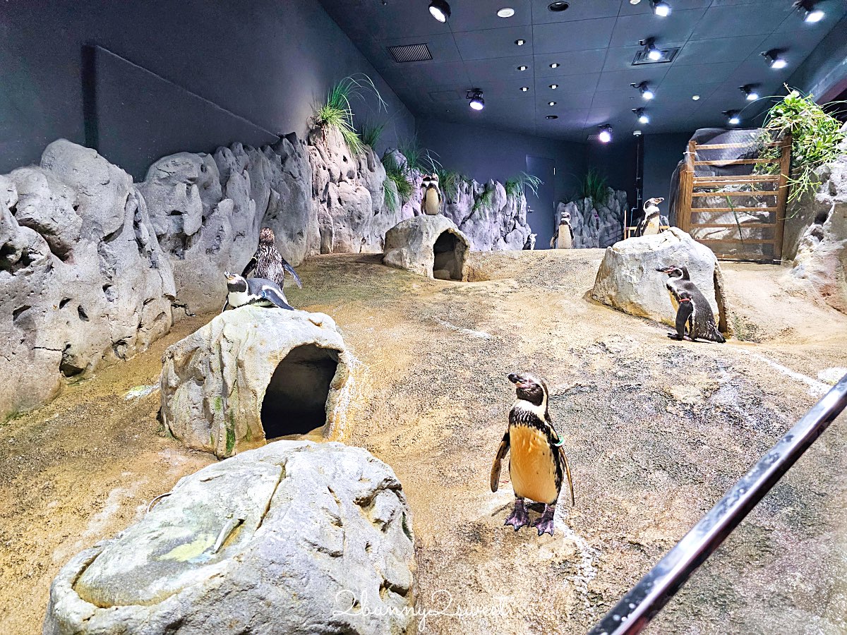 沖繩親子景點推薦｜DMM Kariyushi 水族館：結合數位科技、互動體驗與2025全新動物園區 @兔兒毛毛姊妹花