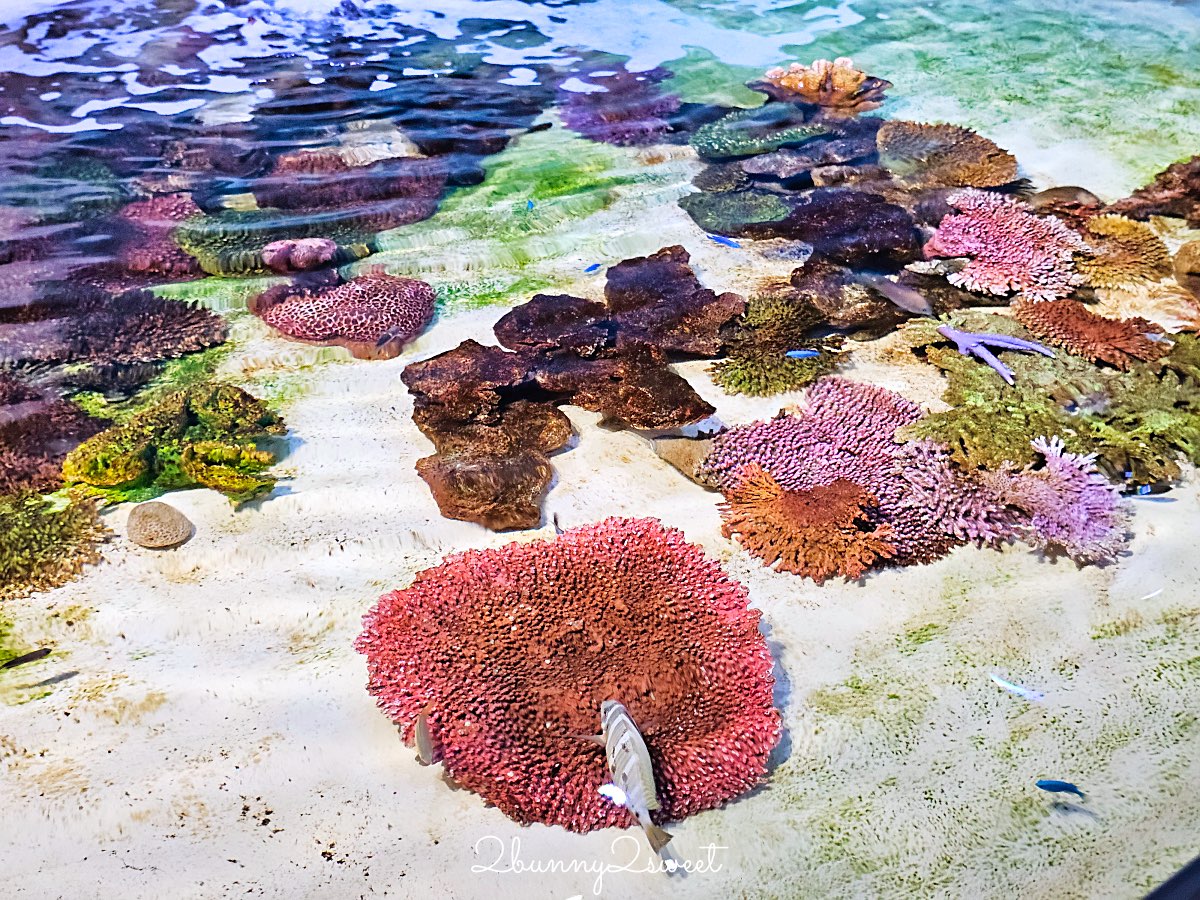 沖繩親子景點推薦｜DMM Kariyushi 水族館：結合數位科技、互動體驗與2025全新動物園區 @兔兒毛毛姊妹花