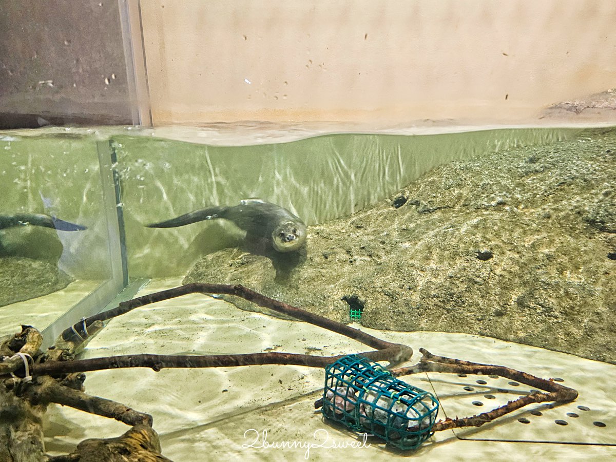 沖繩親子景點推薦｜DMM Kariyushi 水族館：結合數位科技、互動體驗與2025全新動物園區 @兔兒毛毛姊妹花