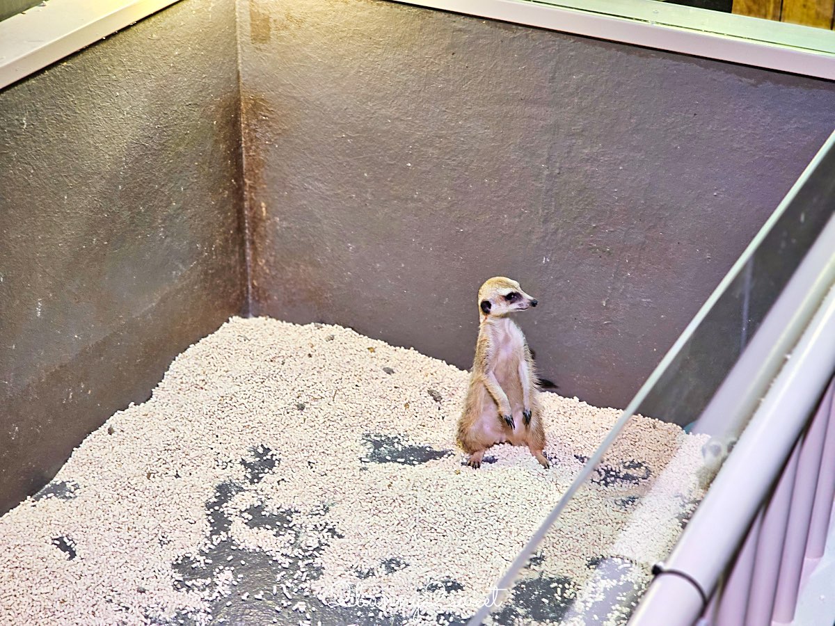沖繩親子景點推薦｜DMM Kariyushi 水族館：結合數位科技、互動體驗與2025全新動物園區 @兔兒毛毛姊妹花