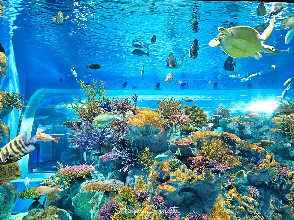 沖繩親子景點推薦｜DMM Kariyushi 水族館：結合數位科技、互動體驗與2025全新動物園區 @兔兒毛毛姊妹花