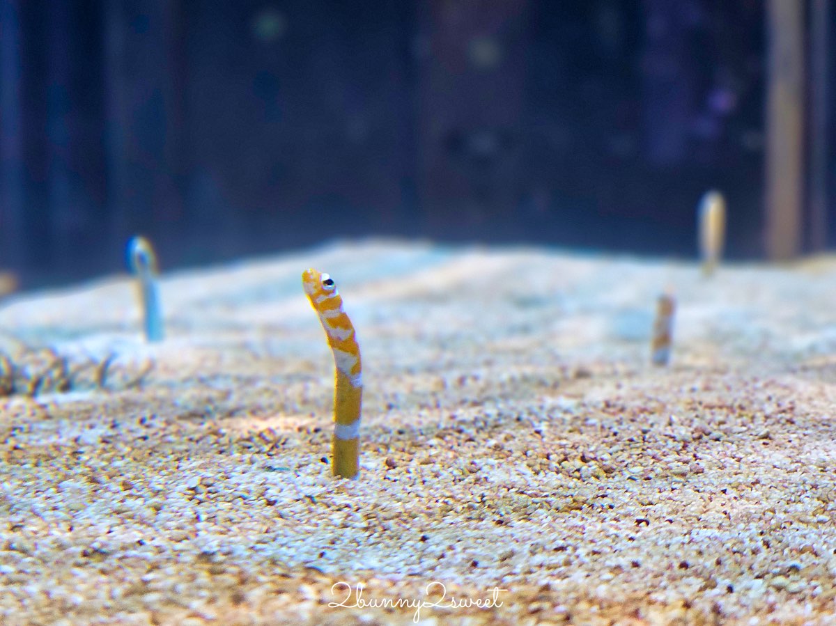 沖繩親子景點推薦｜DMM Kariyushi 水族館：結合數位科技、互動體驗與2025全新動物園區 @兔兒毛毛姊妹花
