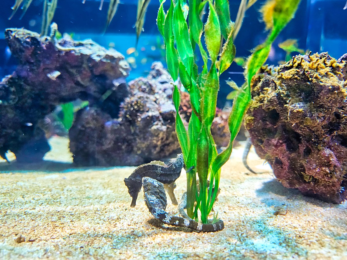沖繩親子景點推薦｜DMM Kariyushi 水族館：結合數位科技、互動體驗與2025全新動物園區 @兔兒毛毛姊妹花