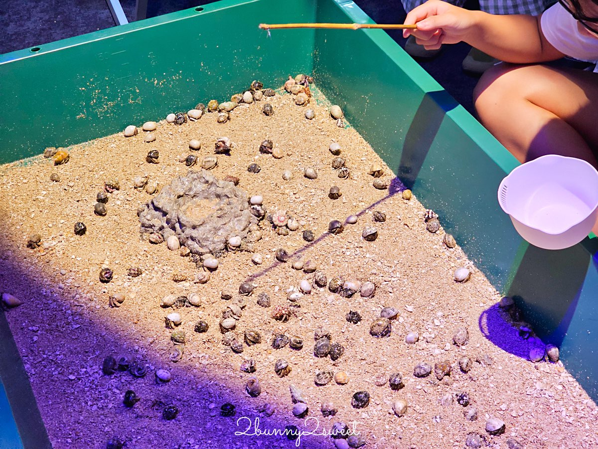 沖繩親子景點推薦｜DMM Kariyushi 水族館：結合數位科技、互動體驗與2025全新動物園區 @兔兒毛毛姊妹花