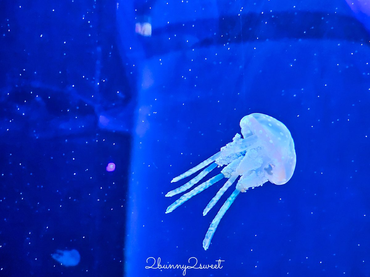 沖繩親子景點推薦｜DMM Kariyushi 水族館：結合數位科技、互動體驗與2025全新動物園區 @兔兒毛毛姊妹花