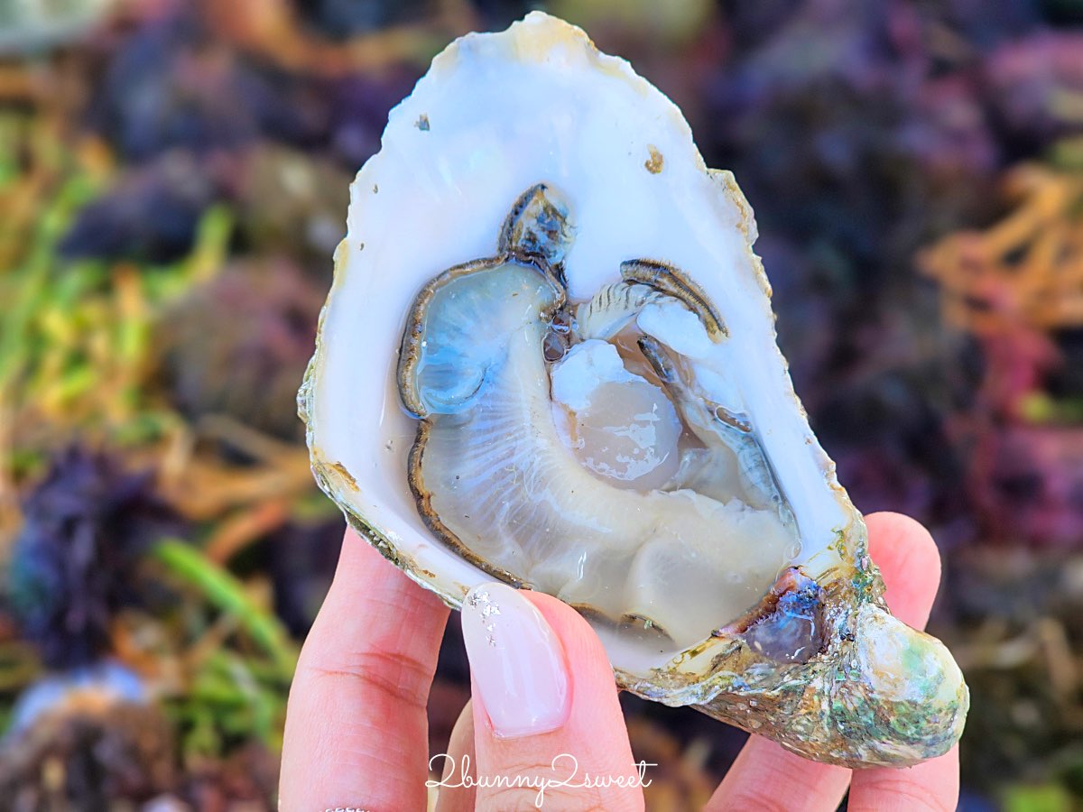 摩洛哥【索維拉 Essaouira】迷人海港古城藍白小鎮，權力遊戲拍攝地點必吃必玩攻略 @兔兒毛毛姊妹花
