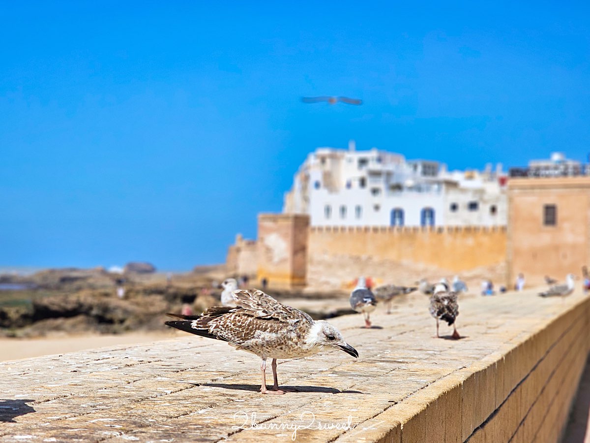 摩洛哥【索維拉 Essaouira】迷人海港古城藍白小鎮，權力遊戲拍攝地點必吃必玩攻略 @兔兒毛毛姊妹花