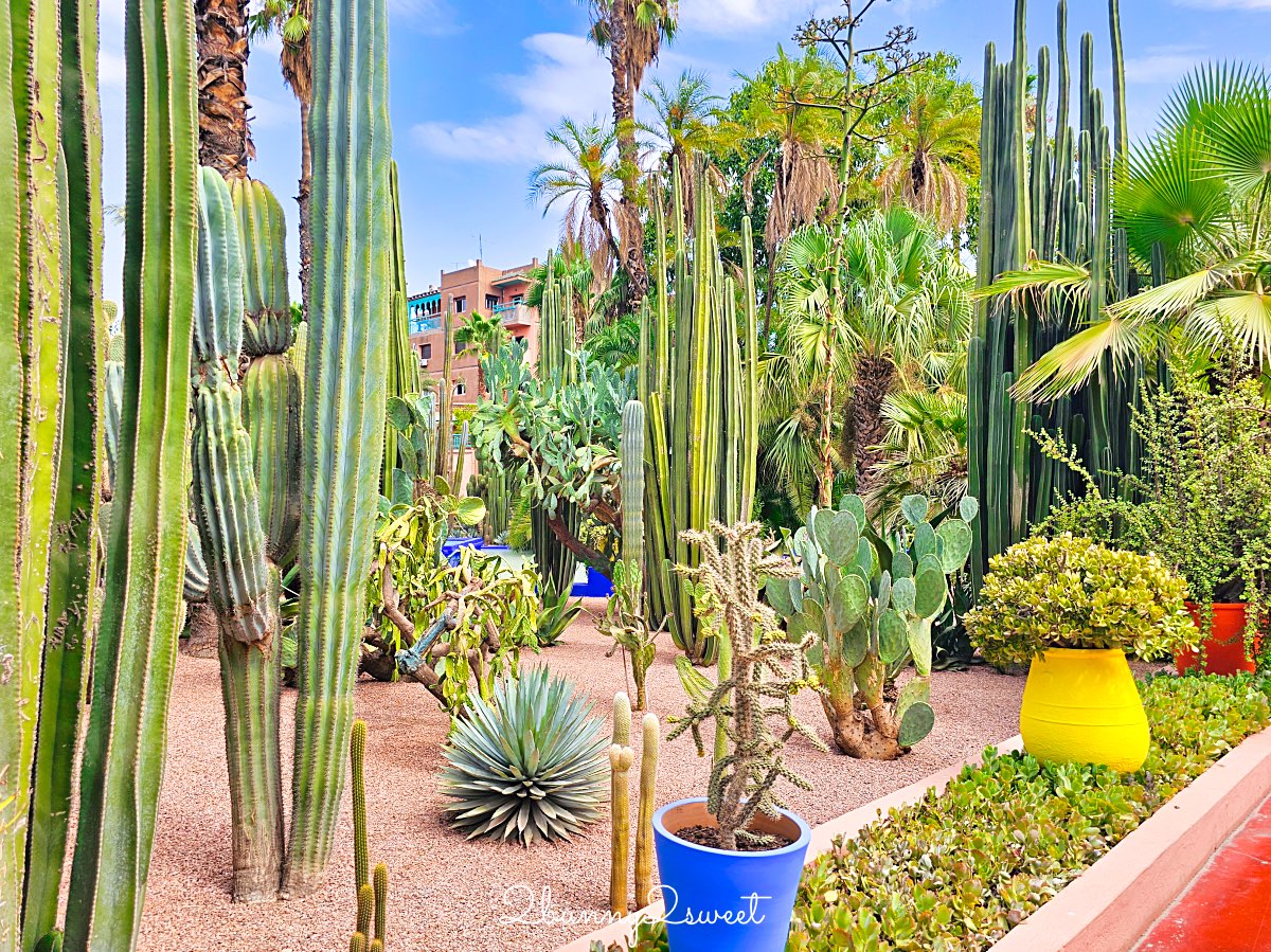 摩洛哥馬拉喀什必訪藍色花園【馬若雷勒花園 Jardin Majorelle】、時尚殿堂【YSL博物館】 @兔兒毛毛姊妹花