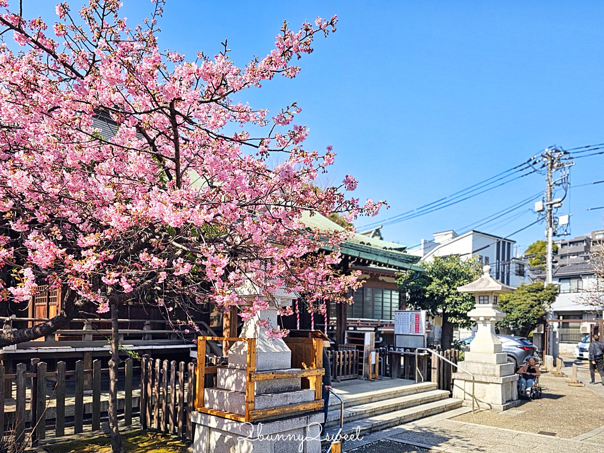【新宿下落合冰川神社】東京河津櫻景點推薦，不輸櫻神宮的隱藏版秘境櫻花神社 @兔兒毛毛姊妹花