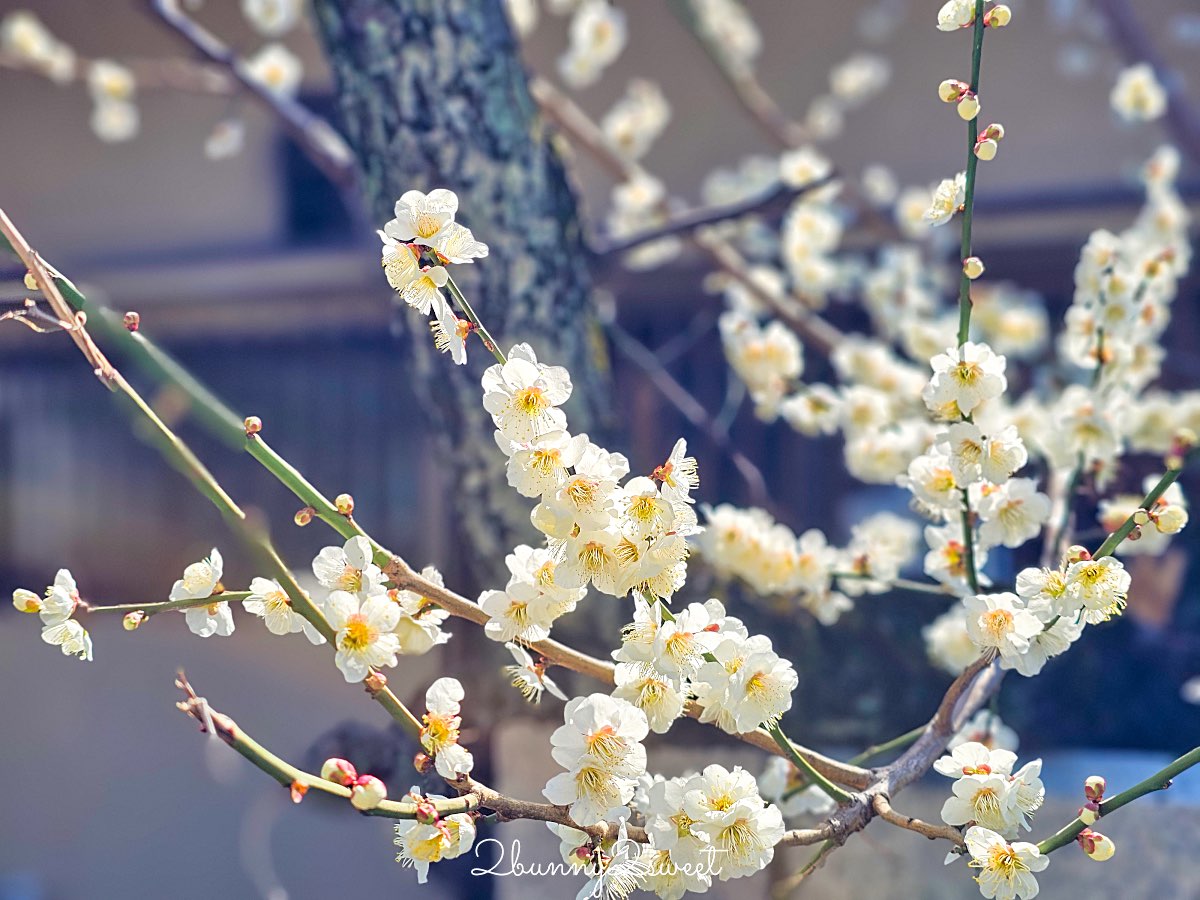 【新宿下落合冰川神社】東京河津櫻景點推薦，不輸櫻神宮的隱藏版秘境櫻花神社 @兔兒毛毛姊妹花