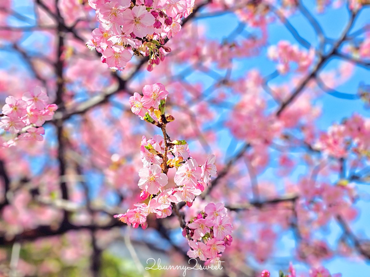 【新宿下落合冰川神社】東京河津櫻景點推薦，不輸櫻神宮的隱藏版秘境櫻花神社 @兔兒毛毛姊妹花