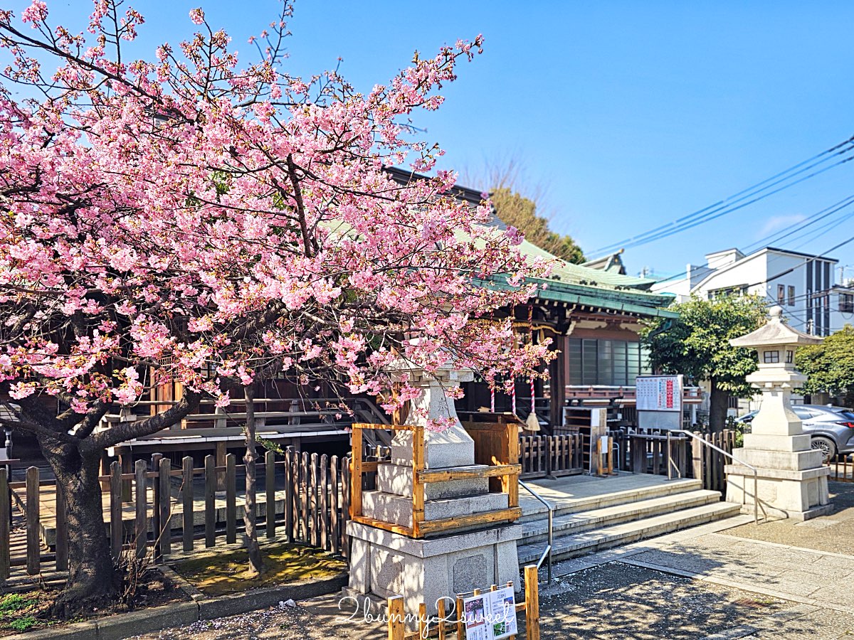 【新宿下落合冰川神社】東京河津櫻景點推薦，不輸櫻神宮的隱藏版秘境櫻花神社 @兔兒毛毛姊妹花