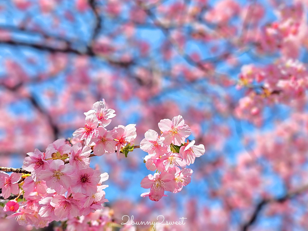 【新宿下落合冰川神社】東京河津櫻景點推薦，不輸櫻神宮的隱藏版秘境櫻花神社 @兔兒毛毛姊妹花
