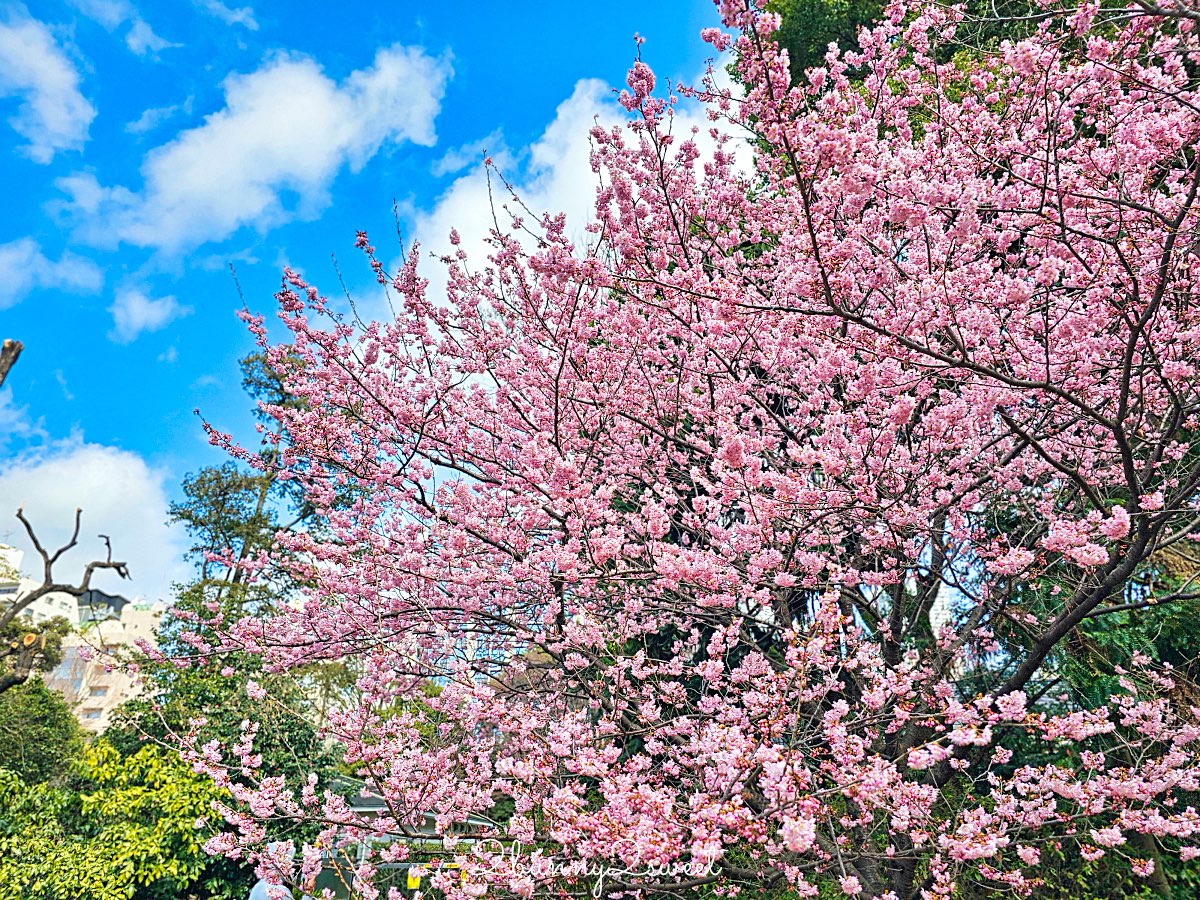 【東京河津櫻懶人包】2月東京賞櫻必去10大景點推薦(市區＋近郊)，東京早櫻地圖攻略 @兔兒毛毛姊妹花