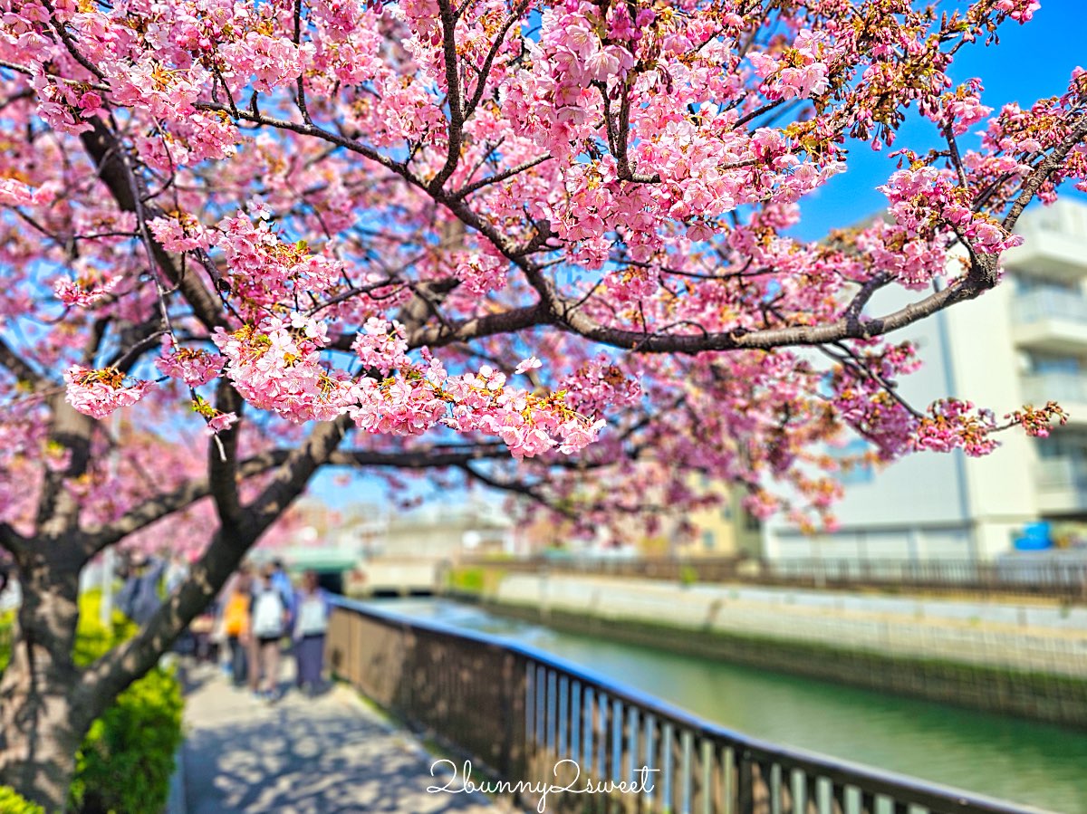 【東京河津櫻懶人包】2月東京賞櫻必去10大景點推薦(市區＋近郊)，東京早櫻地圖攻略 @兔兒毛毛姊妹花