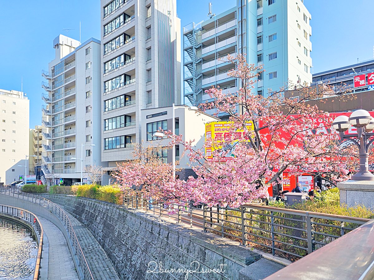【晴空塔東武橋河津櫻】東京最夢幻早櫻拍攝點，二月櫻花＋Skytree同框經典畫面 @兔兒毛毛姊妹花