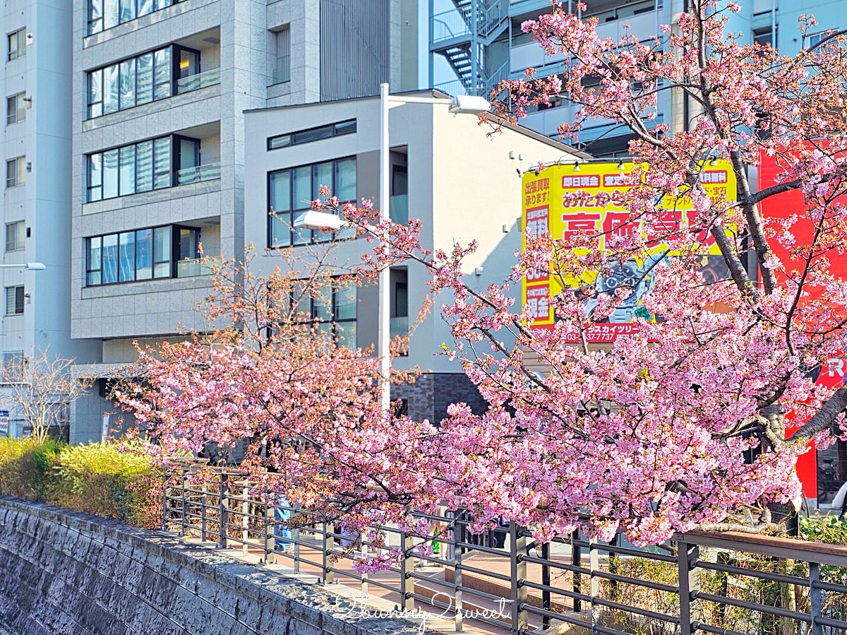 【晴空塔東武橋河津櫻】東京最夢幻早櫻拍攝點，二月櫻花＋Skytree同框經典畫面 @兔兒毛毛姊妹花