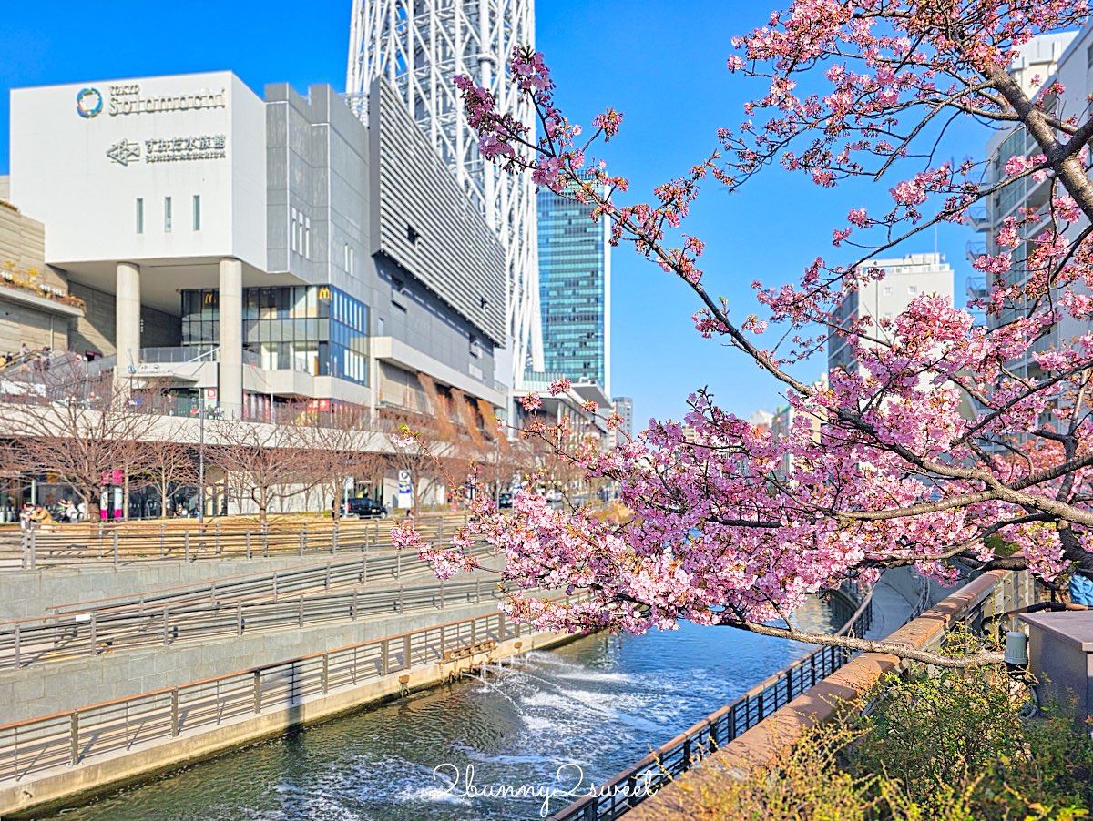 【晴空塔東武橋河津櫻】東京最夢幻早櫻拍攝點，二月櫻花＋Skytree同框經典畫面 @兔兒毛毛姊妹花