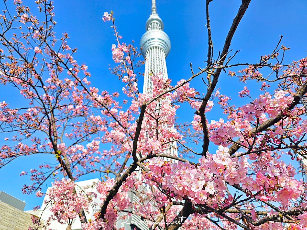 【晴空塔東武橋河津櫻】東京最夢幻早櫻拍攝點，二月櫻花＋Skytree同框經典畫面 @兔兒毛毛姊妹花