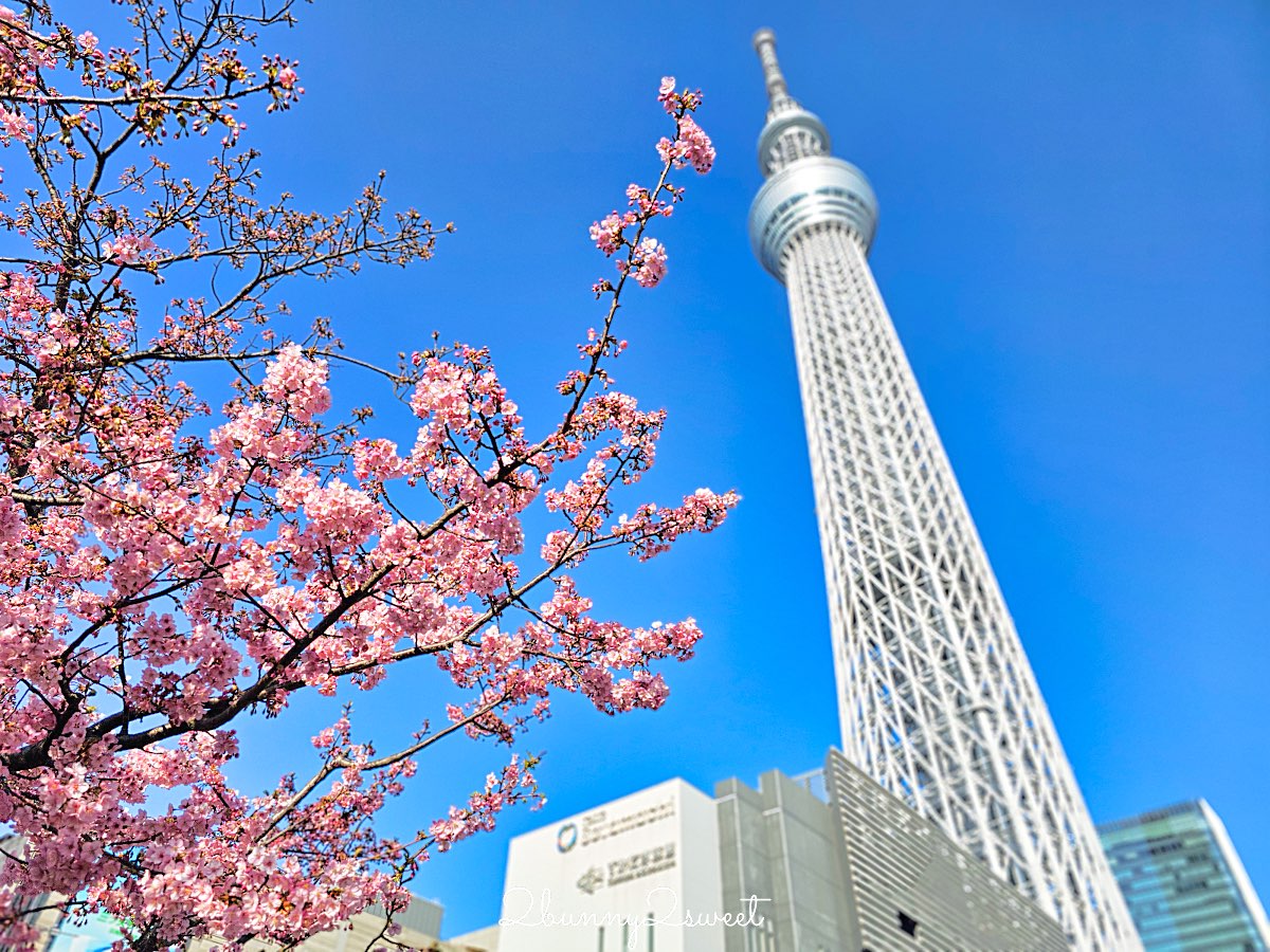 【晴空塔東武橋河津櫻】東京最夢幻早櫻拍攝點，二月櫻花＋Skytree同框經典畫面 @兔兒毛毛姊妹花
