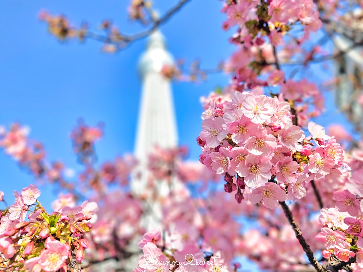 【晴空塔東武橋河津櫻】東京最夢幻早櫻拍攝點，二月櫻花＋Skytree同框經典畫面 @兔兒毛毛姊妹花