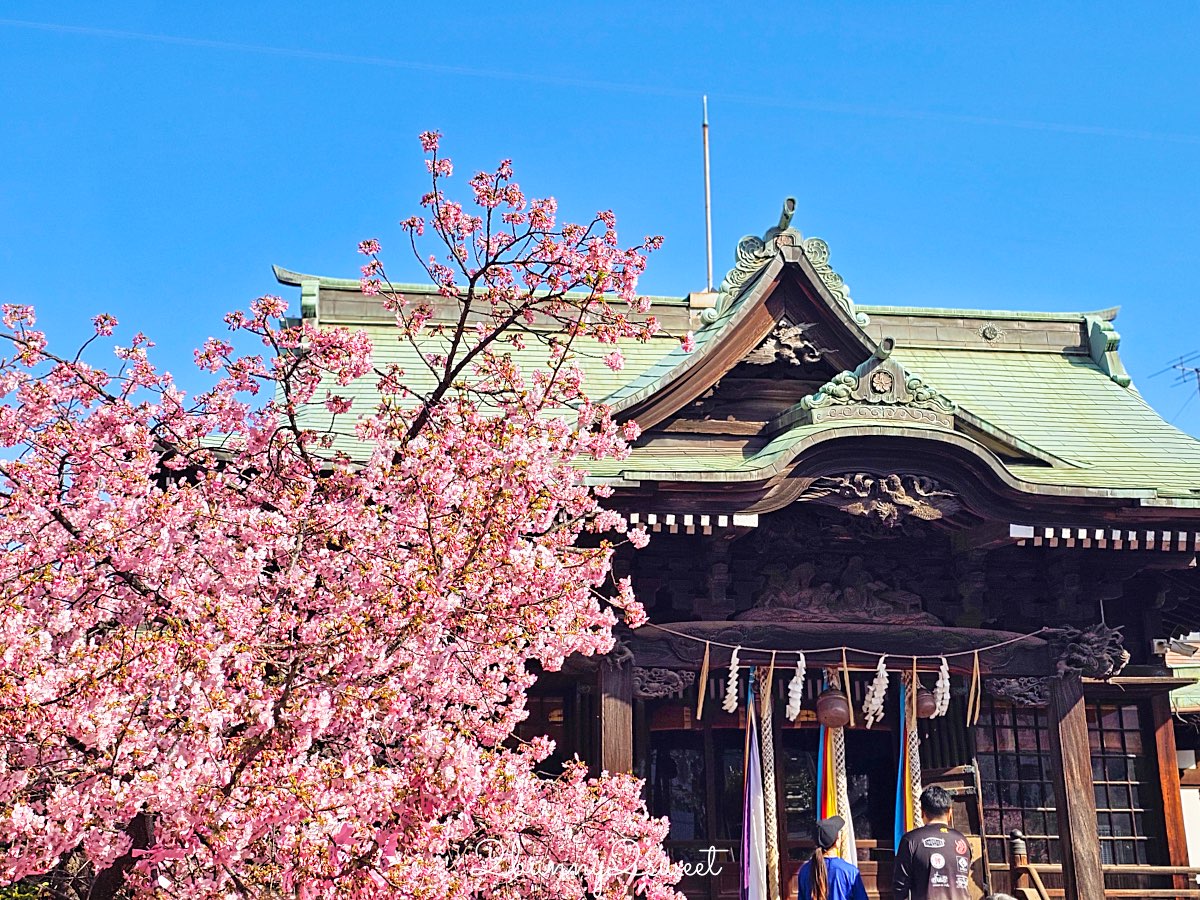 【櫻神宮】東京最夢幻櫻花神社!河津櫻、粉紅祈願緞帶、必收蕾絲御守的東京早櫻景點 @兔兒毛毛姊妹花 【櫻神宮】東京最夢幻櫻花神社!河津櫻、粉紅祈願緞帶、必收蕾絲御守的東京早櫻景點 @兔兒毛毛姊妹花