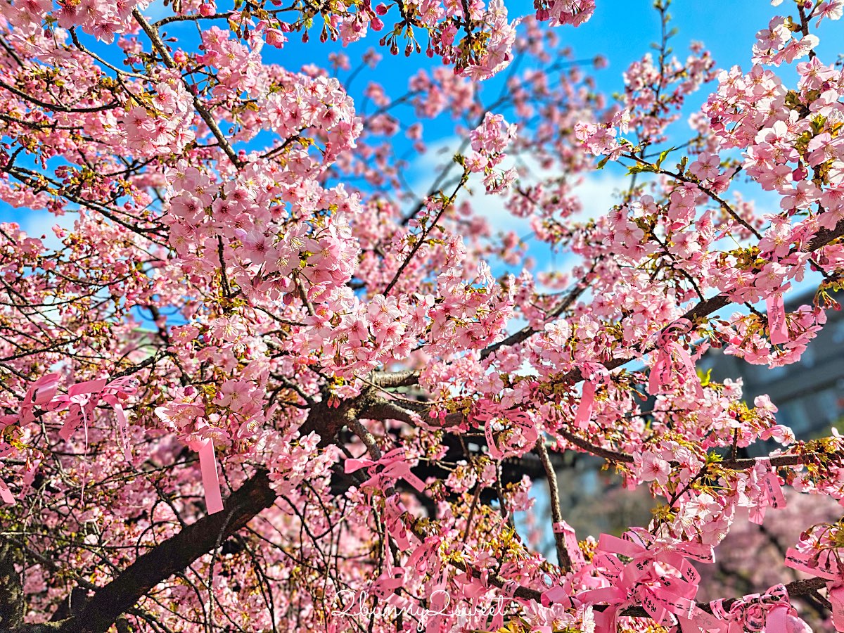 【櫻神宮】東京最夢幻櫻花神社！河津櫻、粉紅祈願緞帶、必收蕾絲御守的東京早櫻景點 @兔兒毛毛姊妹花