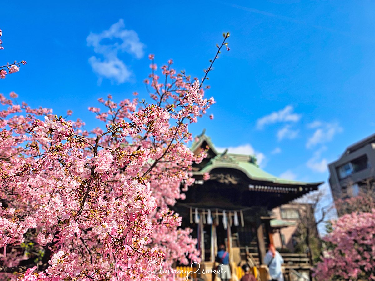 【櫻神宮】東京最夢幻櫻花神社！河津櫻、粉紅祈願緞帶、必收蕾絲御守的東京早櫻景點 @兔兒毛毛姊妹花