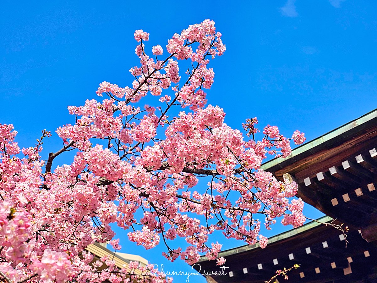 【櫻神宮】東京最夢幻櫻花神社!河津櫻、粉紅祈願緞帶、必收蕾絲御守的東京早櫻景點 @兔兒毛毛姊妹花 【櫻神宮】東京最夢幻櫻花神社!河津櫻、粉紅祈願緞帶、必收蕾絲御守的東京早櫻景點 @兔兒毛毛姊妹花