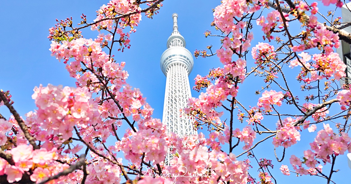 【櫻神宮】東京最夢幻櫻花神社！河津櫻、粉紅祈願緞帶、必收蕾絲御守的東京早櫻景點 @兔兒毛毛姊妹花