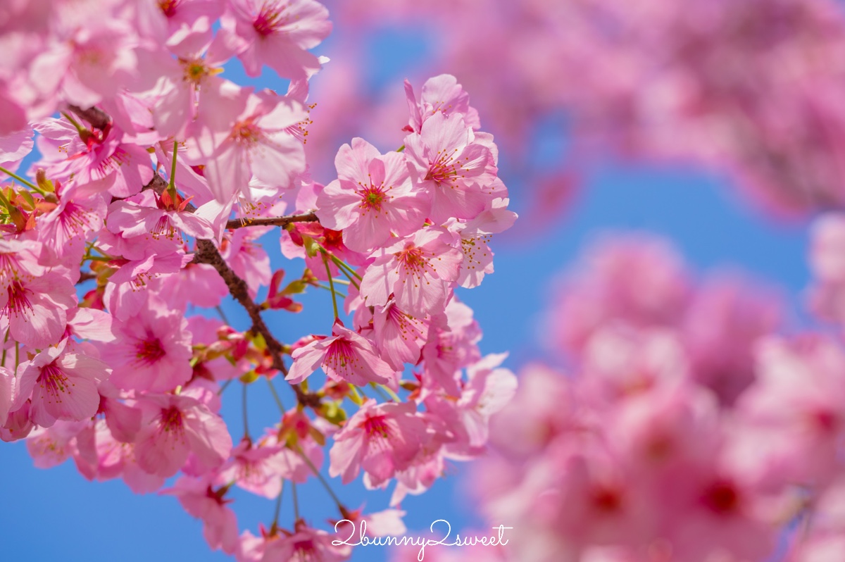 【東京河津櫻懶人包】2月東京賞櫻必去10大景點推薦(市區＋近郊)，最早滿開粉紅櫻花地圖攻略 @兔兒毛毛姊妹花