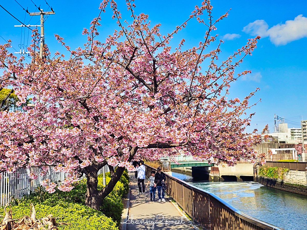 【大橫川散步道】東京河津櫻景點推薦:木場公園旁滿開櫻花步道,東京2月賞櫻推薦早櫻秘境 @兔兒毛毛姊妹花 【大橫川散步道】東京河津櫻景點推薦:木場公園旁滿開櫻花步道,東京2月賞櫻推薦早櫻秘境 @兔兒毛毛姊妹花